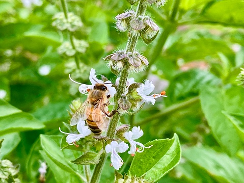 Horizontal landscape close up of wild native Aust honey bee bussing in tulsi holy Basil plant collecting pollen from white and mauve flowers