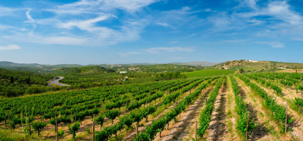 Wineyard with grape rows in Greece stock photo