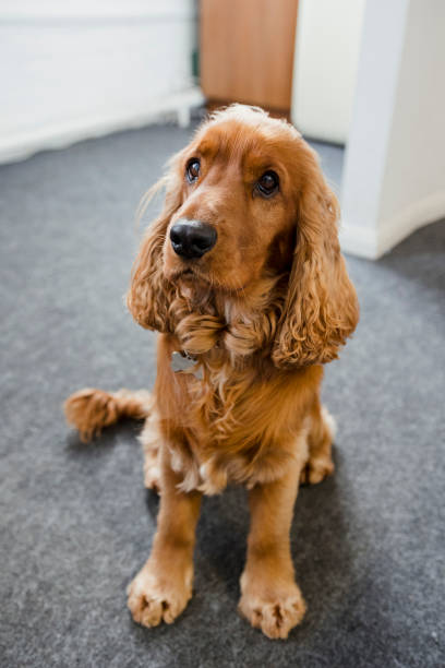 istock Cocker Spaniel Waiting for a Treat 1391415053