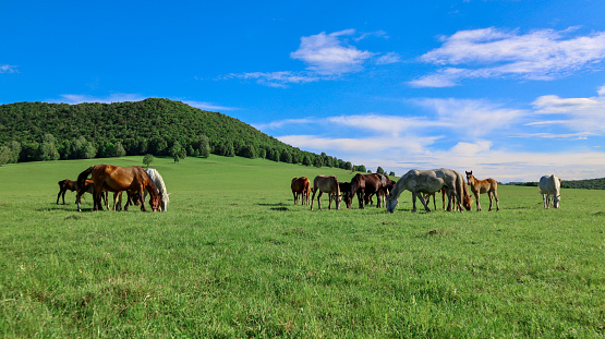 A small herd of horses with small foals graze and pasture in the distance. The herd grazes freely against the backdrop of beautiful mountains from the green forest of the blue sky on a sunny summer day.