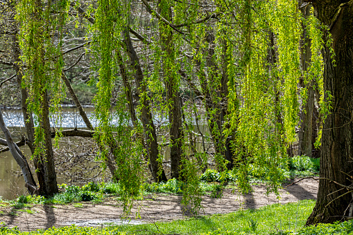 Weeping Willow tree by the river Medway near Maidstone in Kent, England