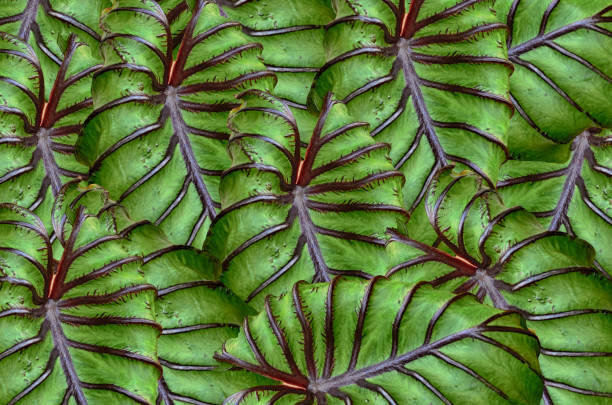 istock Beautiful Colocasia Pharaoh's Mask 1391417386
