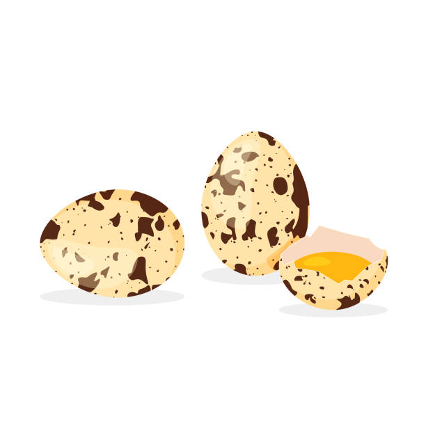 Quail eggs whole and cracked with yolk Quail eggs whole and cracked with yolk. Egg with spotted shell in trendy cartoon style. Vector illustration isolated on white background. quail egg stock illustrations