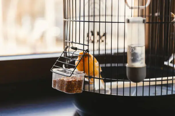 Photo of Close up photo of a yellow small bird staying in a cage near a window.