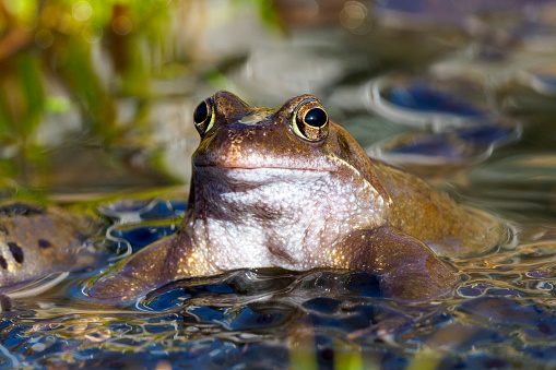 Two pool frog is swimming in water. Pelophylax lessonae in the vegetation area. European frog. Marsh frog.