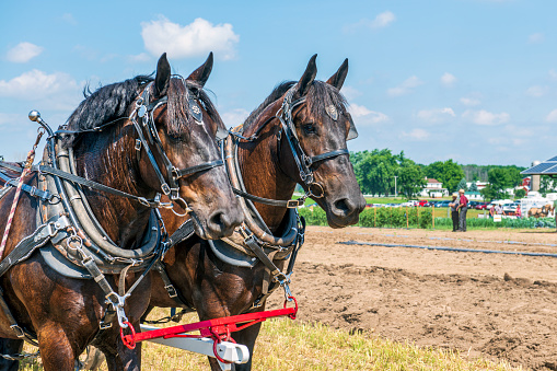 Draft horses in winter