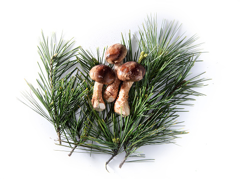 pine needles and matsutake mushrooms isolated on a white background