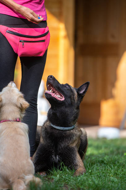 istock Belgian malinois shepherd dog and a mixed breed pup by their owner 1391427021
