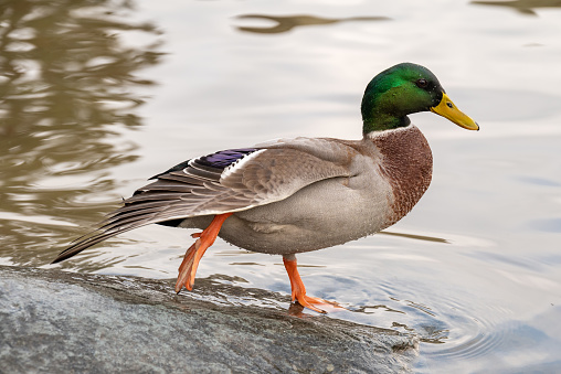 A male mallard duck swimming.