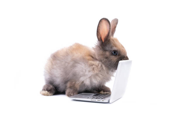 istock Adorable baby easter brown rabbit isolated on white background sniffing laptop. Action of young bunny rabbit. Cute pet 2 months 1391427363