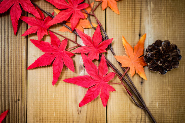 Autumn leaves and pine cones. Shooting Location: Yokohama-city kanagawa prefecture