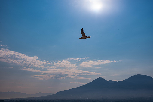 A seagull flying over Vesuvio mountain