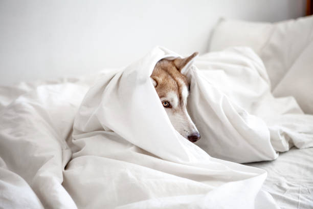 istock Cute sleepy dog in owner's bed 1391430508