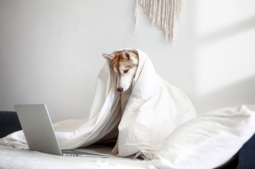 Dog uses laptop while lying in bed