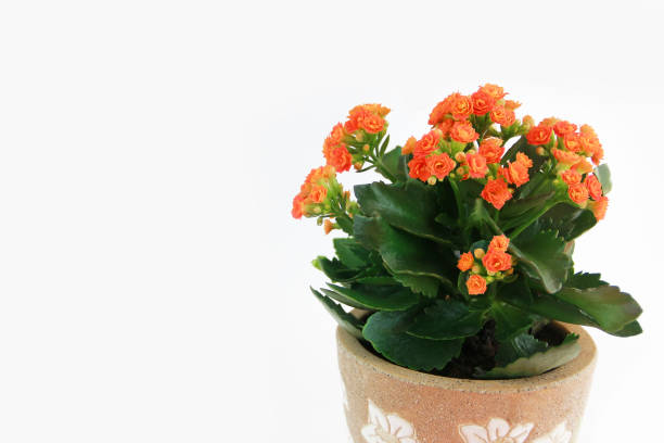 istock orange kalanchoe flowers on a white background 1391430528
