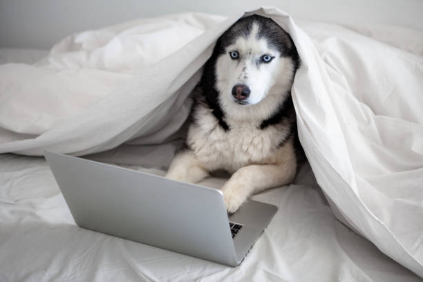 istock Dog uses laptop 1391430538