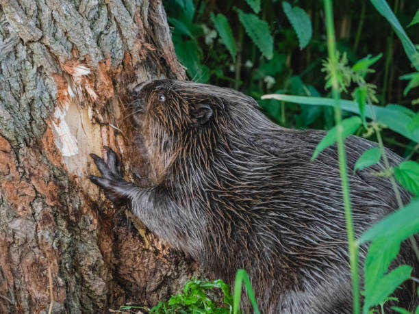 Castor comendo na casca de uma árvore - foto de acervo