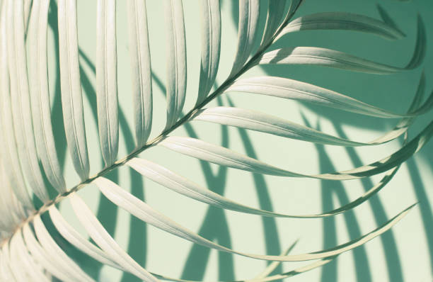 Tropical plant palm leaves  lightblue background Tropical plant palm leaves blue faded tones pastel natural botanical soft light background soft shadows stock pictures, royalty-free photos & images