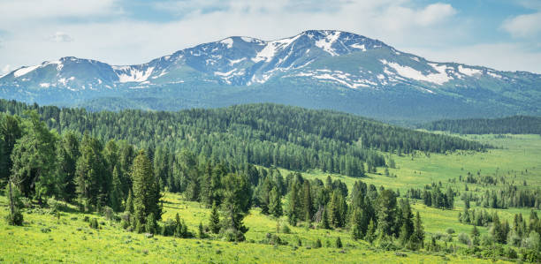 Summer greenery of meadows and forests and snow on the peaks, sunny day Summer greenery of meadows and forests and snow on the peaks, sunny day, panoramic view altai mountains photos stock pictures, royalty-free photos & images