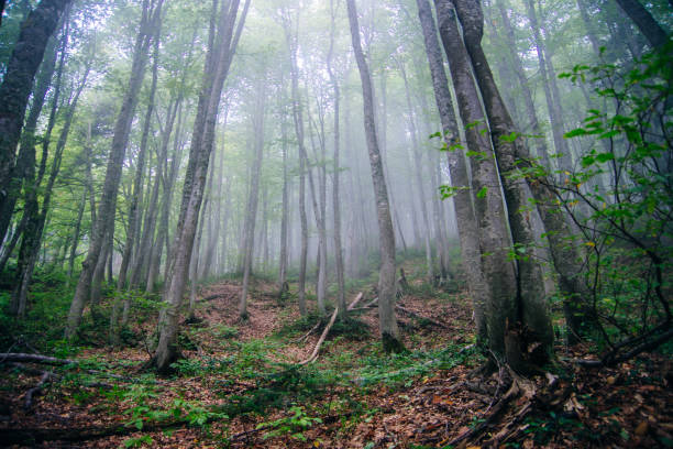 istock tree trunks in the fog. Forest 1391435434