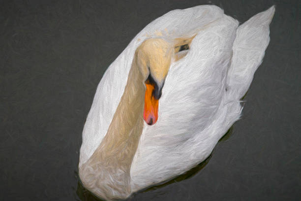 Bewick Swan Portrait