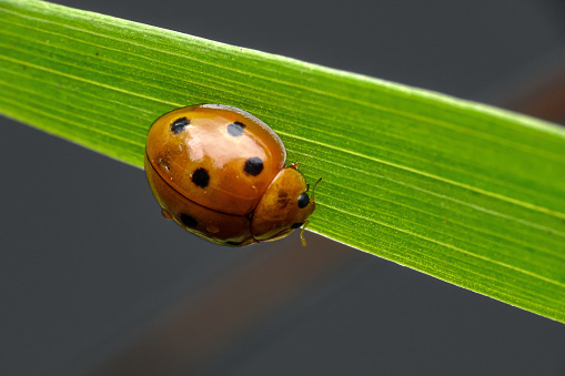 Ladybird on a blade of grass in a nature reserve. Stukeley Meadows Nature Reserve Huntingdon, Cambridgeshire.