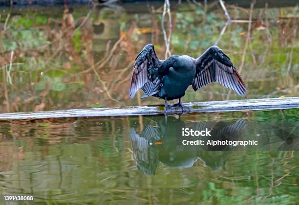 Cormorant Beside Regents Canal Stock Photo - Download Image Now - Animal, Canal, London - England
