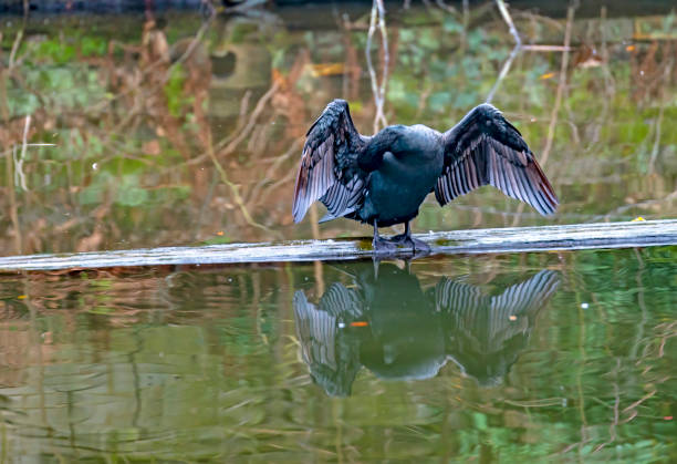 cormorant ao lado do canal de regente - great black cormorant - fotografias e filmes do acervo