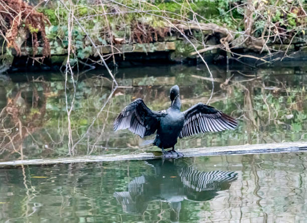 Cormorant beside Regent's Canal.