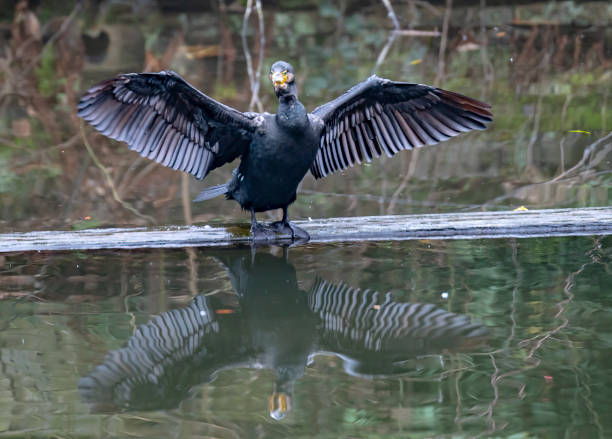 istock Cormorant beside Regent's Canal 1391438718