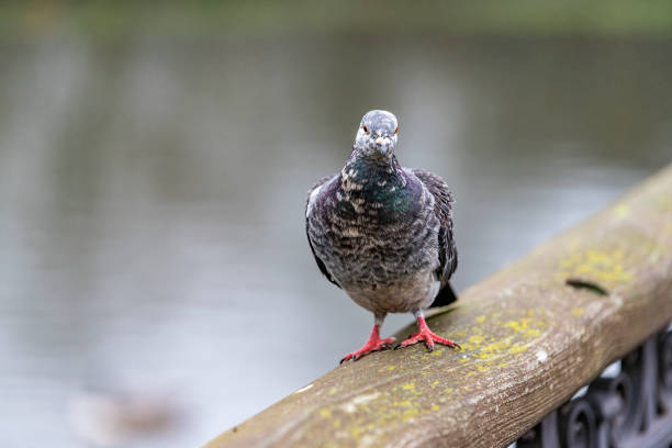 Close up of a speckled pigeon perched on the balcony of a safari lodge room at the Buffalo Springs Reserve in Samburu County, Kenya