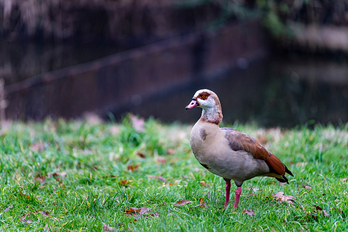 Egyptian Goose in London Park.