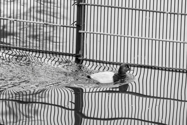 Pochard duck on the Regent's Canal.