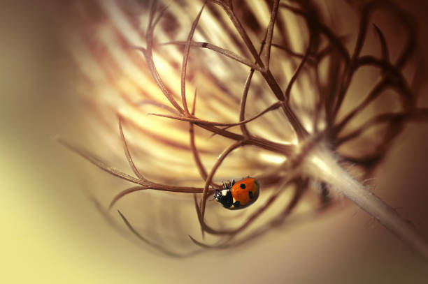 Yellow ladybug on a red flower