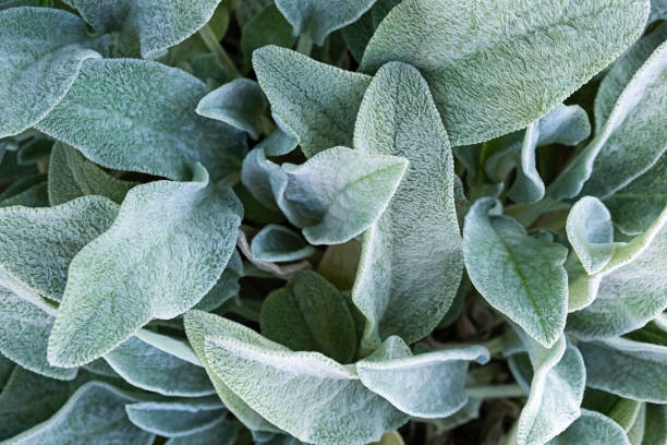 Background from a plant Stachys byzantina or woolly betony, lamb's ear. Green leaf texture. plant background leaves green spring leaf natural carpet groundcover decorative blossom meadow grass top macro  concept botany garden texture nature pattern summer foliage environment abstract closeup wallpaper tropical forest jungle greenery growth design ecology flora fresh herb organic gardening outdoor beauty in nature lawn big ears stock pictures, royalty-free photos & images