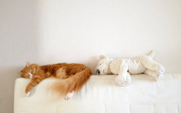 Cat sleeping on a white sofa with toy cat at home, funny animal, copy spacy