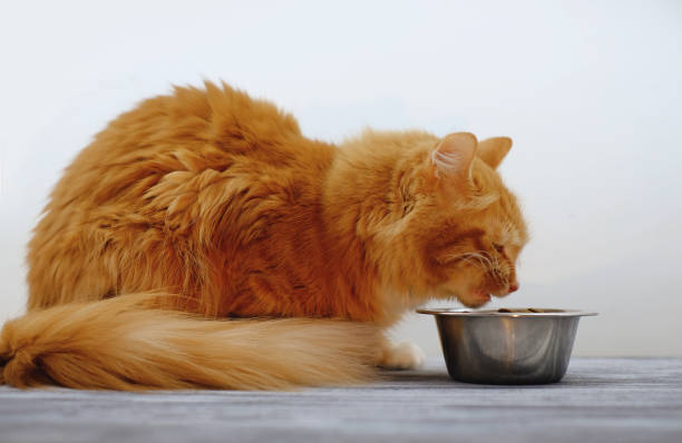 istock Ginger cat eating cat's food from a bowl 1391441228