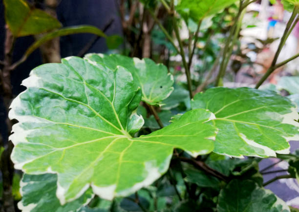 istock Close up and details of green leafs 1391441309