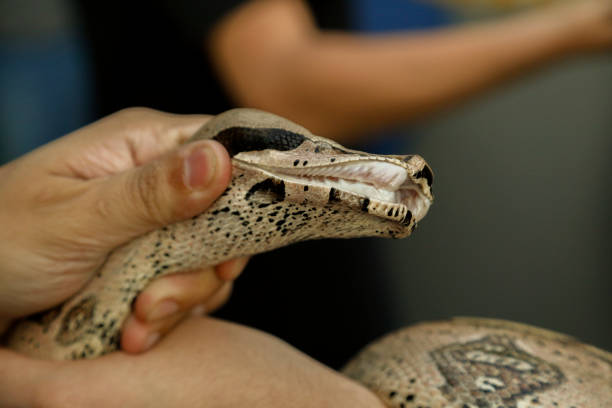 istock Showing the teeth of a boa constrictor snake 1391442807