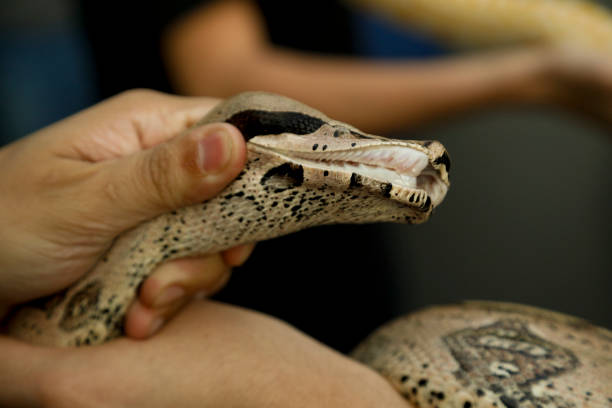 istock Showing the teeth of a boa constrictor snake 1391442809