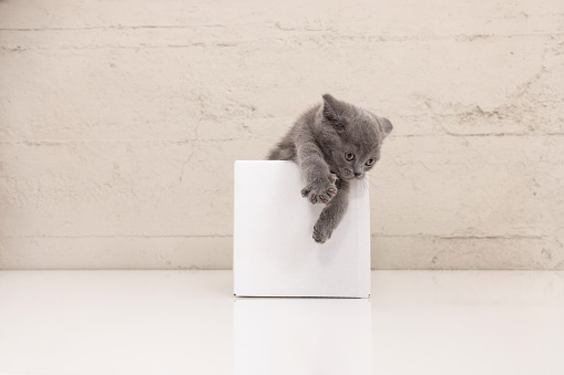 British shorthair kitten in a card box box.  2months old