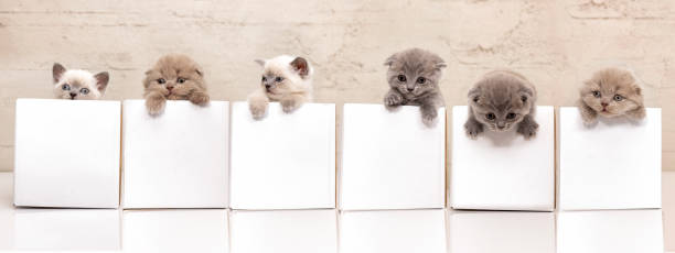 playful kittens in a cardboard boxes. - love hanging indoors studio shot imagens e fotografias de stock