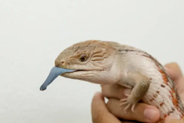 Blue tongued skinks comprise the Australasian genus Tiliqua, which contains some of the largest members of the skink family (Scincidae).