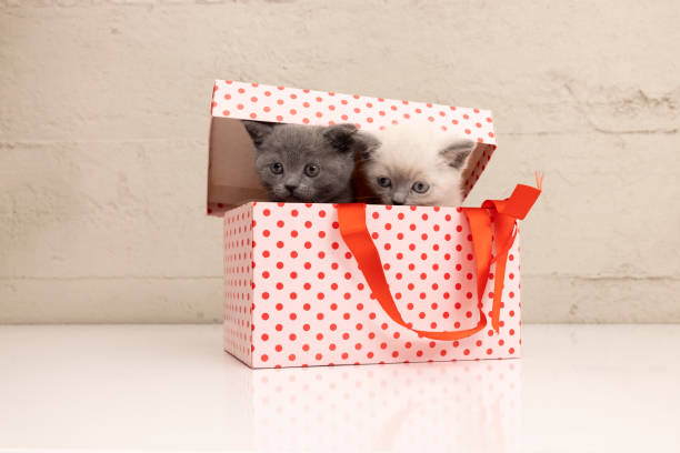 Playful British shorthair and siamese kitten in a gift box. 2months old