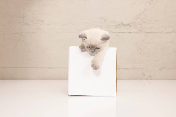 istock Playful siamese kitten in a cardboard box 1391444361