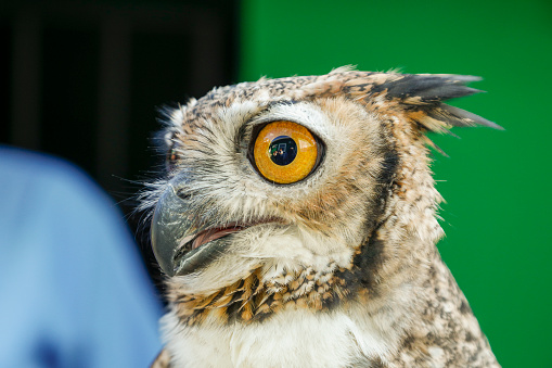 The great horned owl (Bubo virginianus), also known as the tiger owl or the hoot owl, is a large owl native to the Americas.