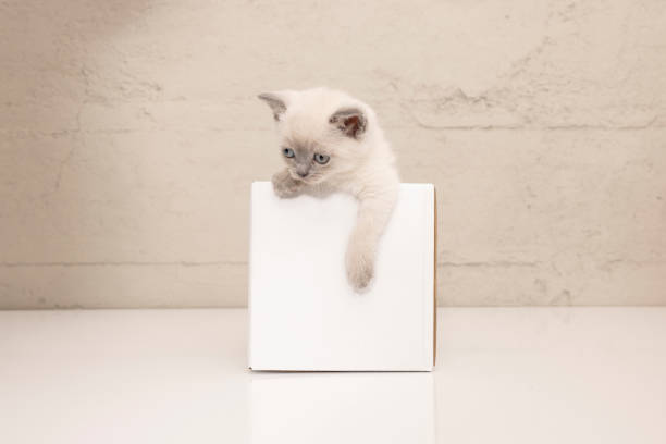 istock Playful siamese kitten in a cardboard box 1391444843