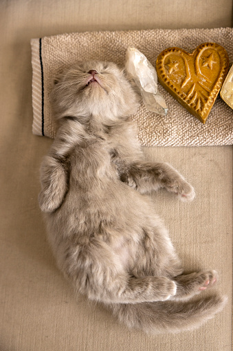 Scottish Fold Kitten lying on back