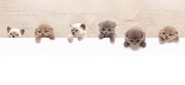 흰색 배너 위에 매달려있는 귀여운 새끼 고양이 - love hanging indoors studio shot 뉴스 사진 이미지