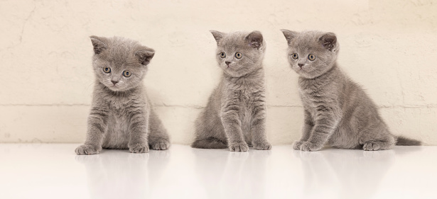 Playful British shorthair kitten on desk. Two months old